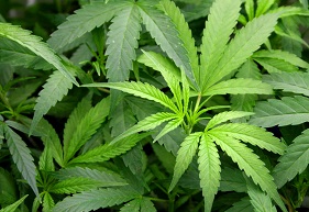 marijuana-bush_1429104.jpg